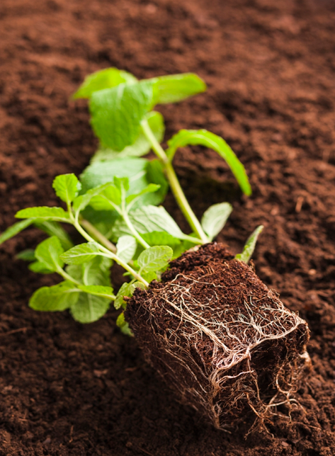 Coco Peat Guide